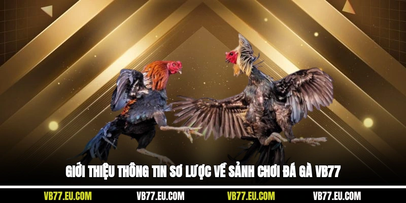 Giới thiệu thông tin sơ lược về sảnh chơi đá gà VB77