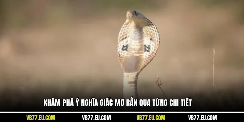 Khám phá ý nghĩa giấc mơ rắn qua từng chi tiết