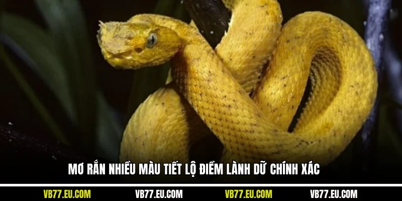 Mơ rắn nhiều màu tiết lộ điềm lành dữ chính xác