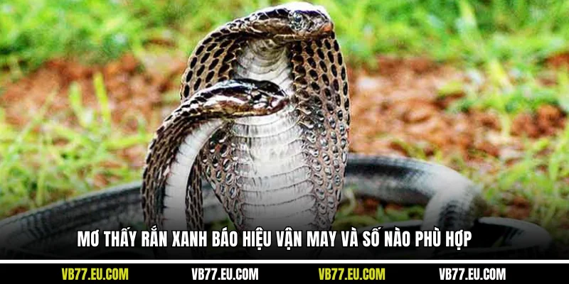 Mơ thấy rắn xanh báo hiệu vận may và số nào phù hợp