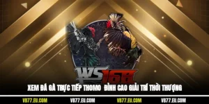 Xem Đá Gà Trực Tiếp Thomo - Đỉnh Cao Giải Trí Thời Thượng